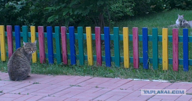 Котовторник 14.07.2015