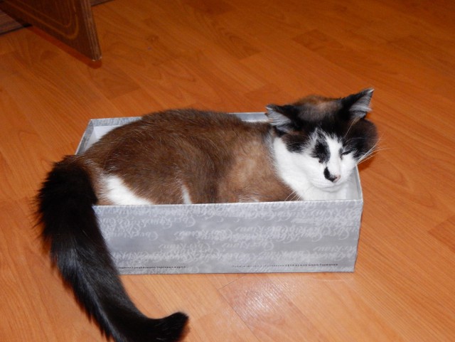 Про котов