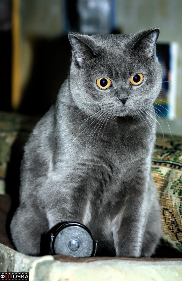 Котовторник 22.12.2015