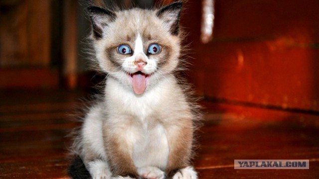 Гимнастика для язычка