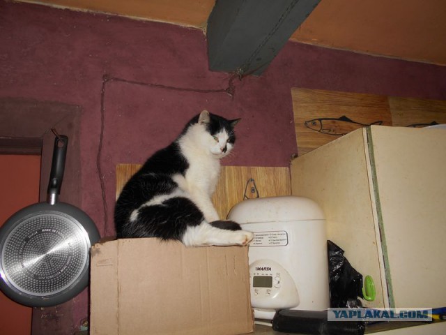 Жизнь домашнего приюта для котеек 95