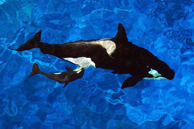 Orcinus orca