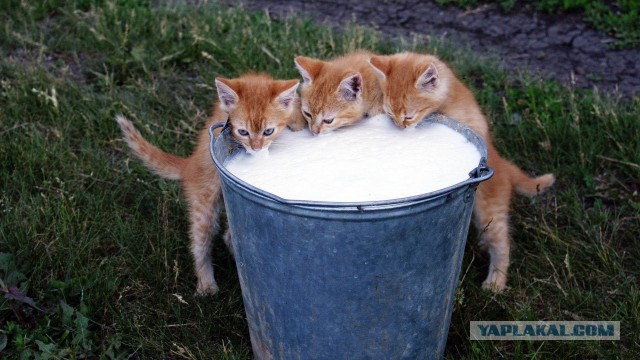 Деревенские коты