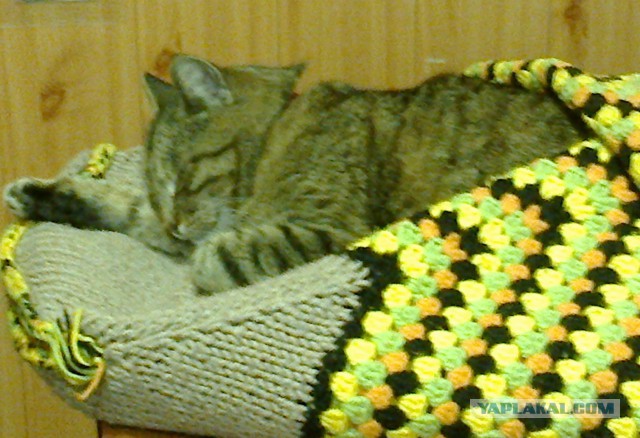 Котовторник 22.03.2016