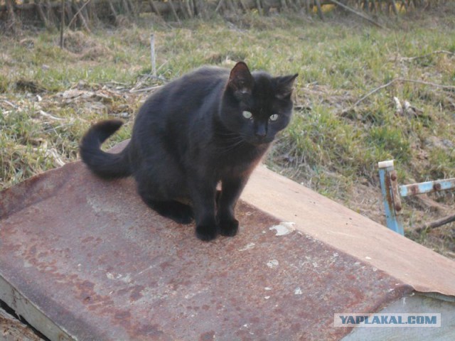 Жизнь домашнего приюта для котеек 108