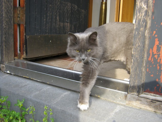 Коты из сети