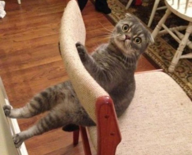 Коты из сети