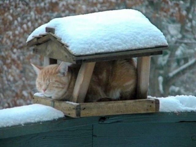 Коты из сети