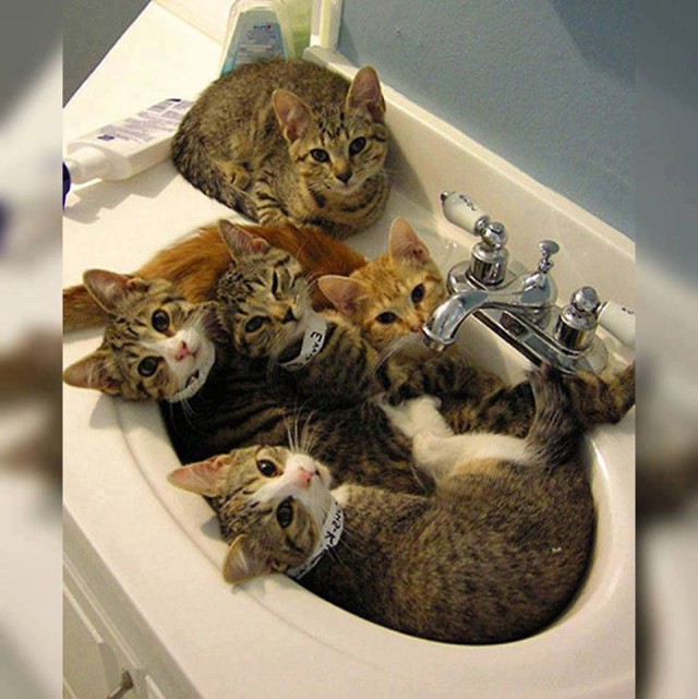 Коты из сети