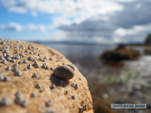 Карелия. Белое море.