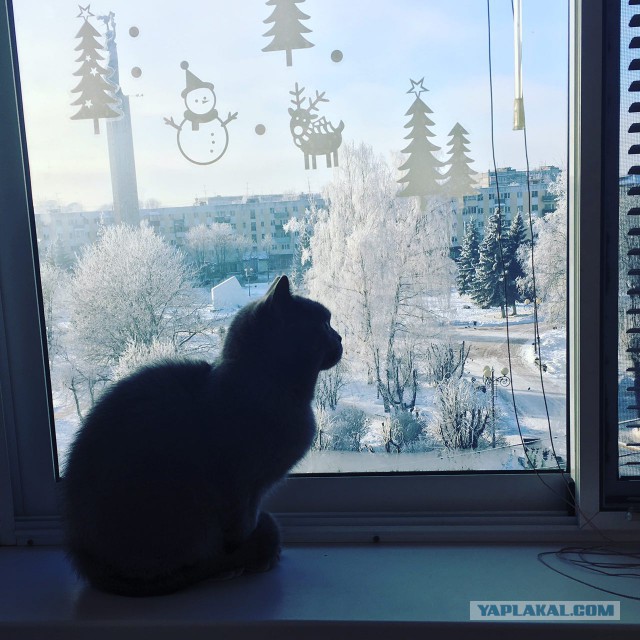 Трудовые будни кота Тимофея
