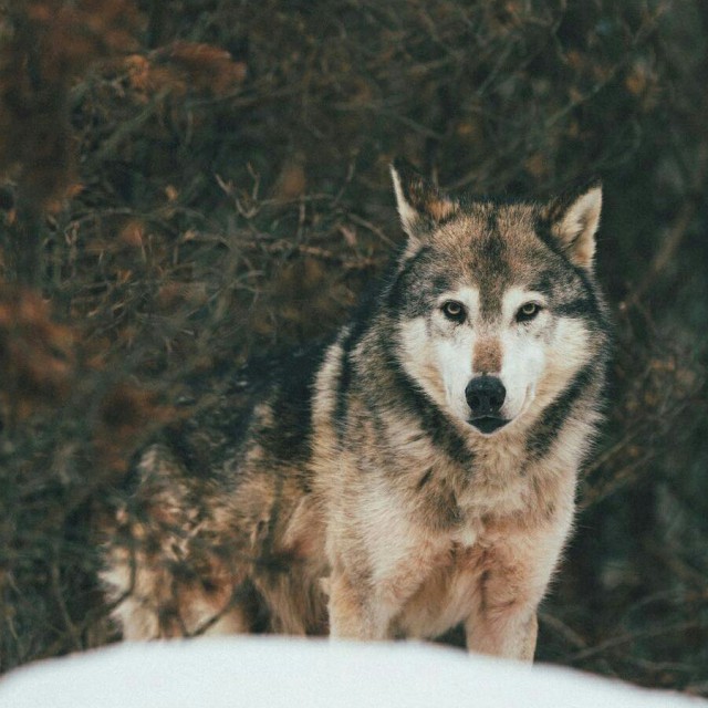 Самые смешные животные