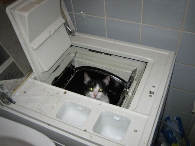 Коты и Кошки