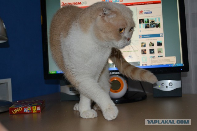 Котовторник 04.07.17