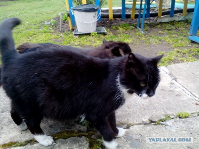 Котовторник 19.09.2017