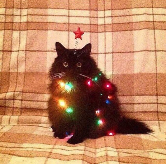 Коты и Кошки