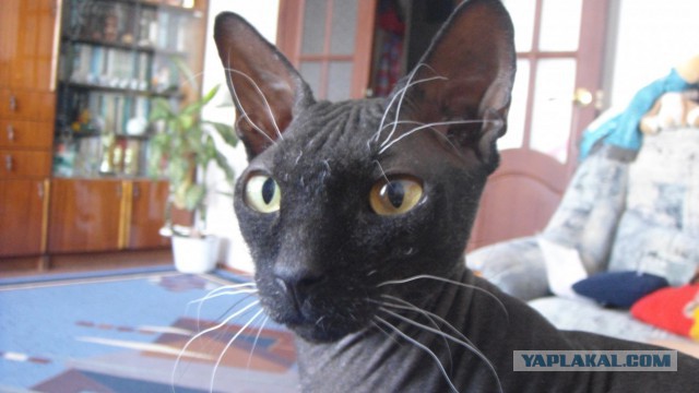 Котовторник 24.10.2017