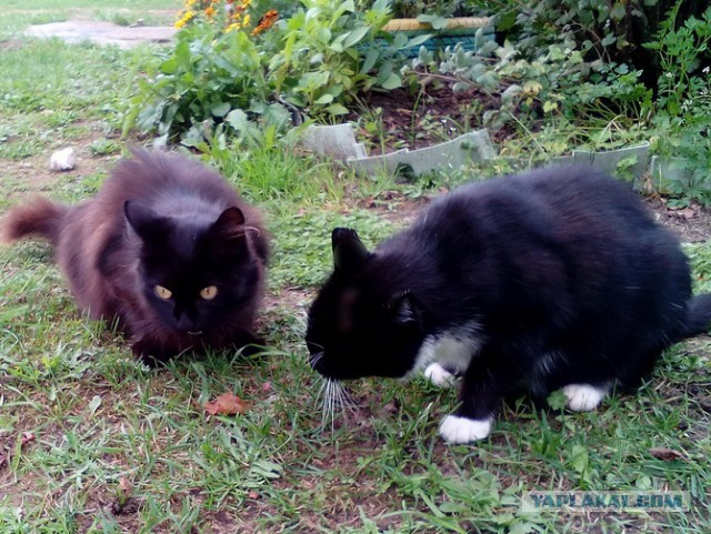 Котовторник  14.11.2017