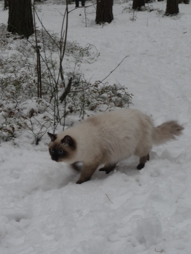 Котовторник 07.11.2017