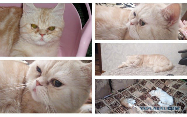 Котовторник  05.12.2017