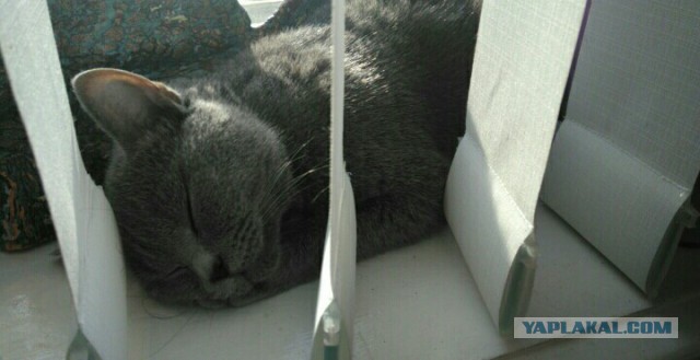 Котовторник 02.01.2018