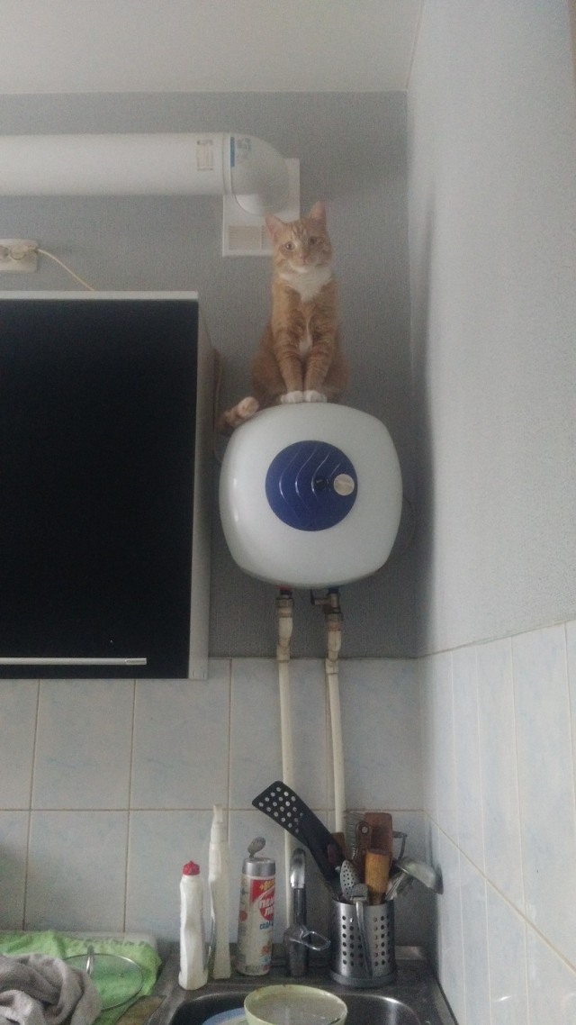 Вся красота беспородных кошек. Котовторнику посвящается.