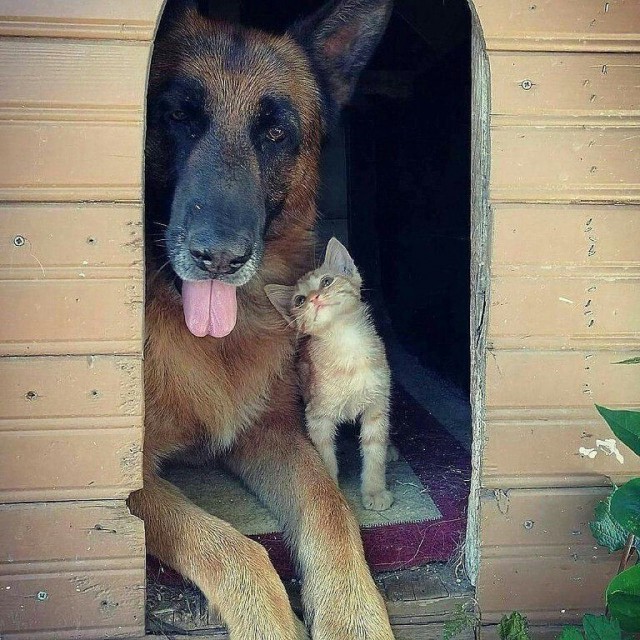 Живность из сети