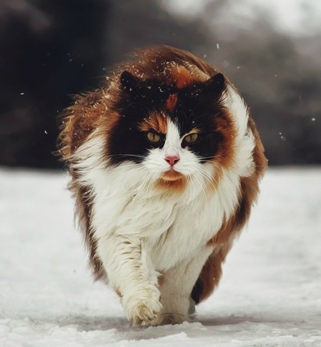 Фотобомбы котов