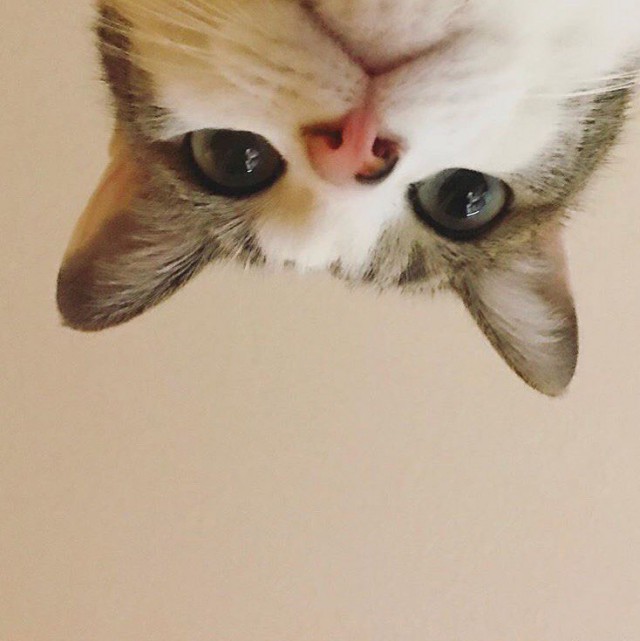 Прикольных котов пост