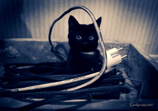 Котомет на вторник 08.04.08