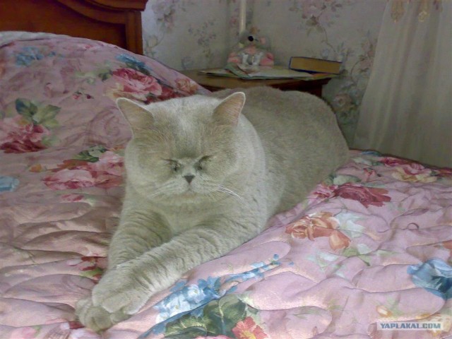 Котовторник на ЯПлакалъ 08.07.2008