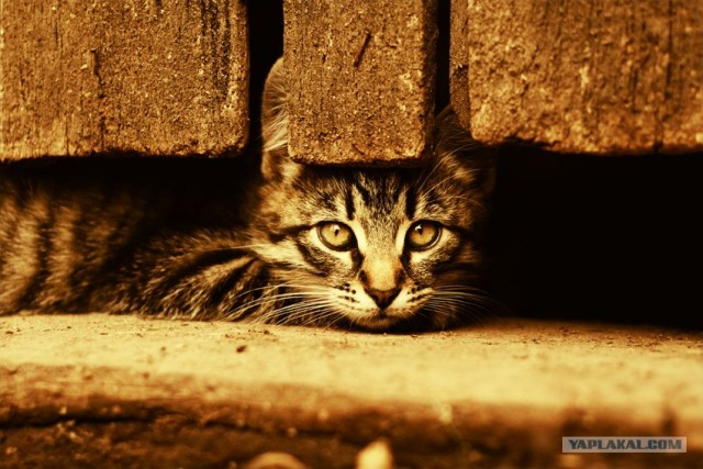 УРРААА ! Котовторник на ЯПлакалъ !