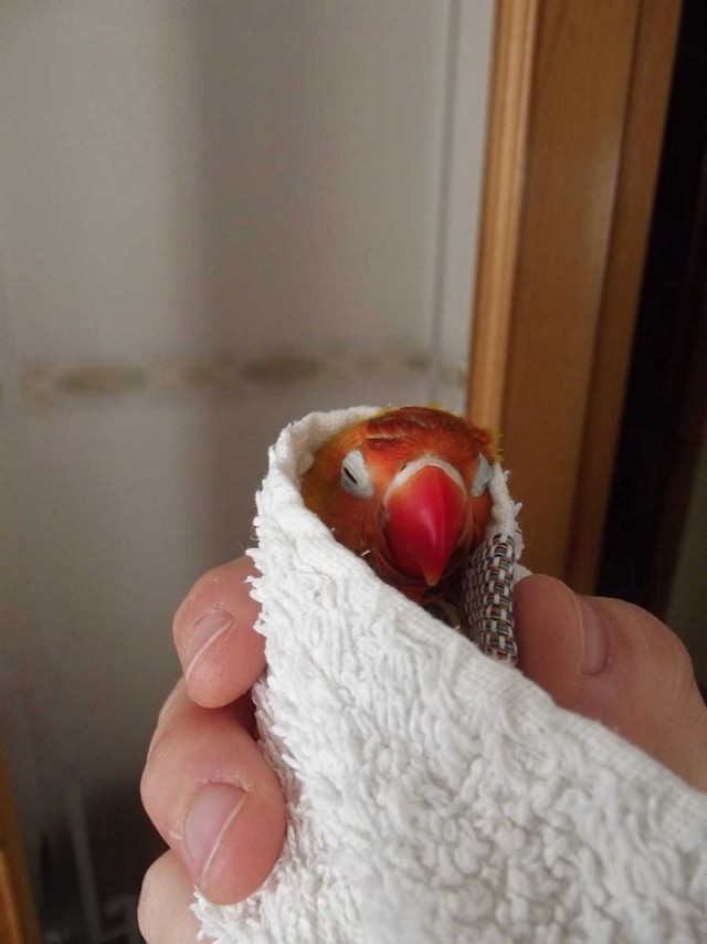 Живность из сети