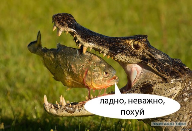Крокодил vs Пиранья