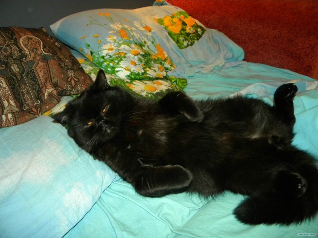 Котовторник 1.11.11