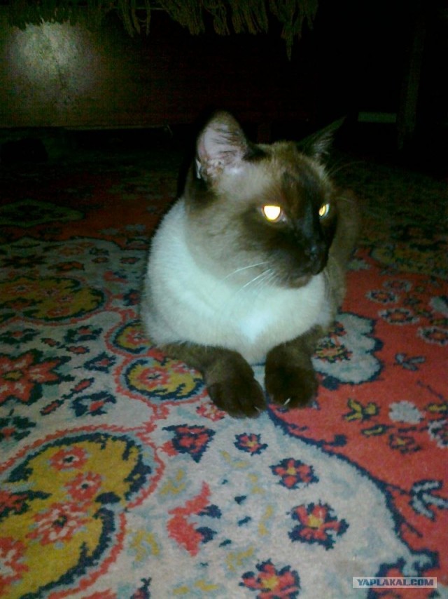 Котовторник 06.12.2011