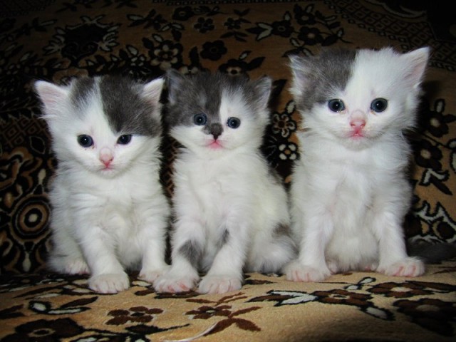 Котовторник 20.12.2011