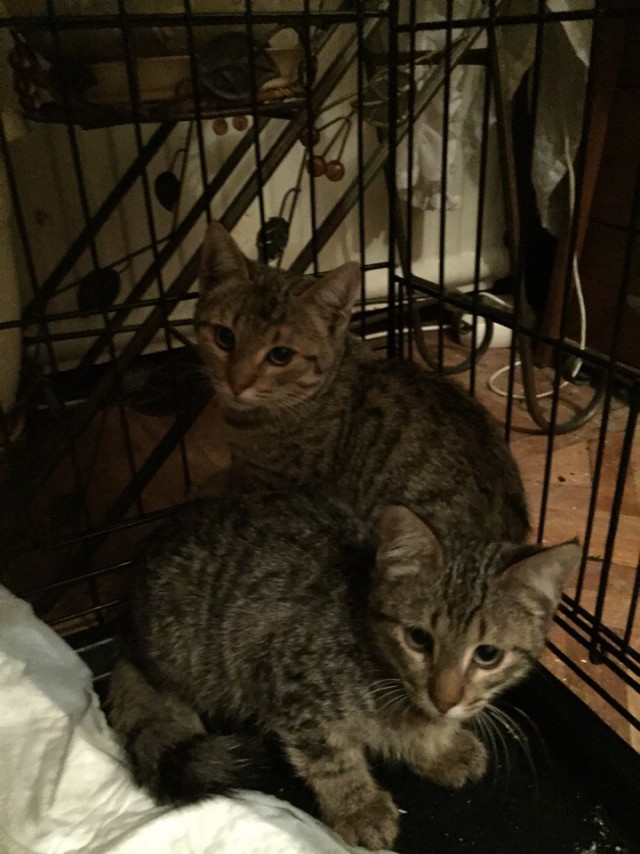 Прикольных котов пост