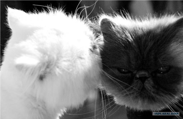 Котовторник (15.05.2012)