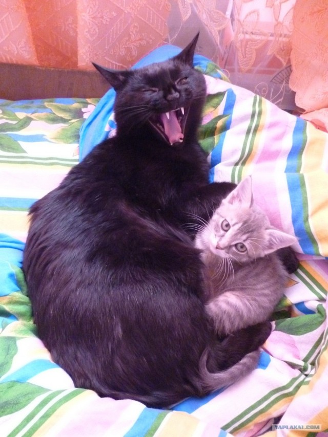 Котовторник 29.05.2012