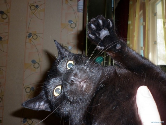 Котовторник   5.06.2012