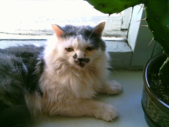 Котовторник  4.09.12