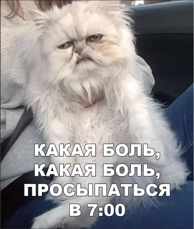 Забавные фото котеек