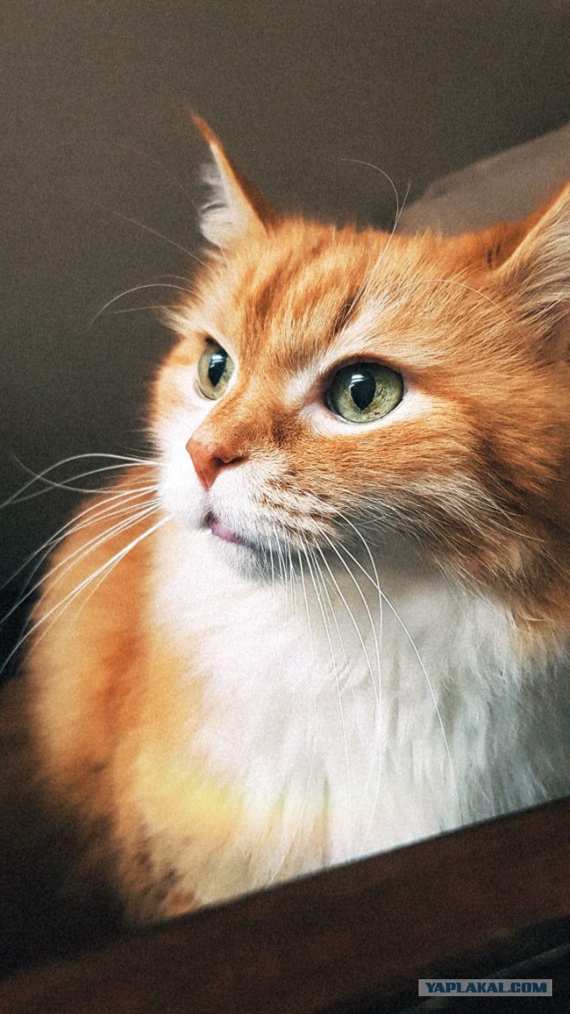 Котовторник 30.04.2019.
