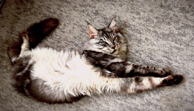 Котовторник  06.08.2019