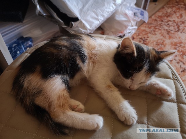 Я держался до последнего... но согласился на котенка