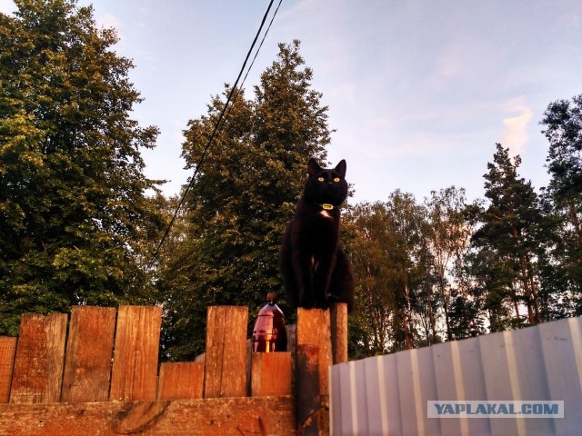 Котовторник