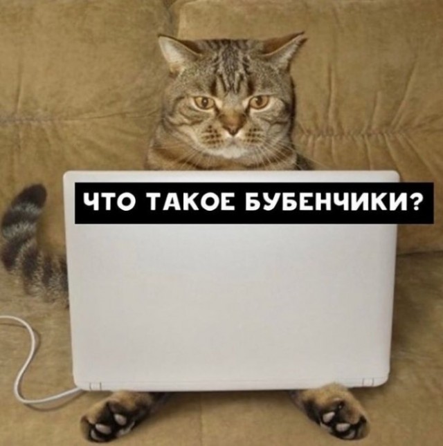 Что ищут кошки в интернете