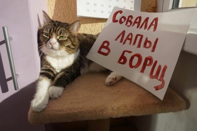 Подборка забавной живности