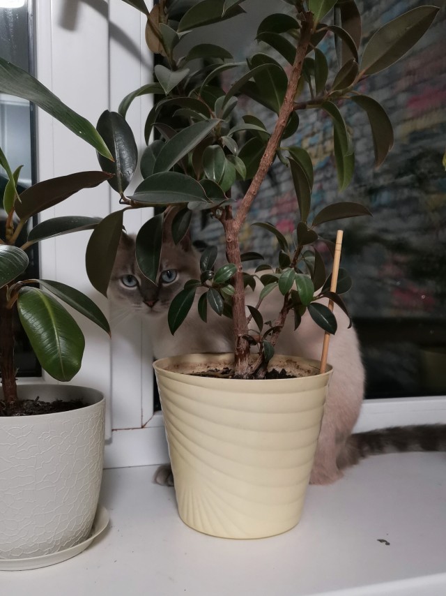 Моя красотка